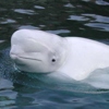 Beluga, Delphinapterus leucas