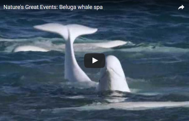 Beluga, Delphinapterus leucas