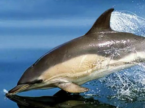 Il delfino comune, vita e abitudini