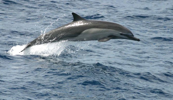 Il delfino comune, vita e abitudini
