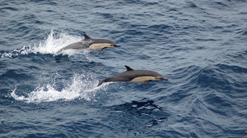 Il delfino comune, vita e abitudini Il delfino comune, vita e abitudini