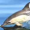 Delfino comune
