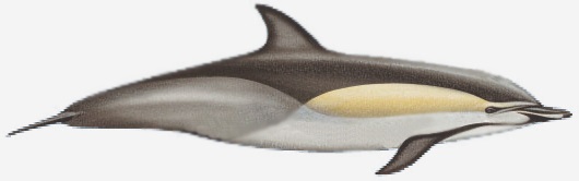 Il delfino comune, vita e abitudini