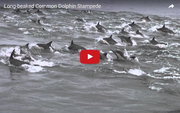Il delfino comune, vita e abitudini