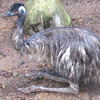 Emù, Dromaius novaehollandiae