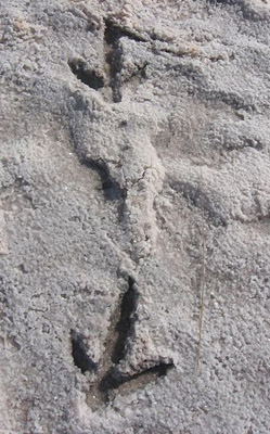 Particolare impronta di emù