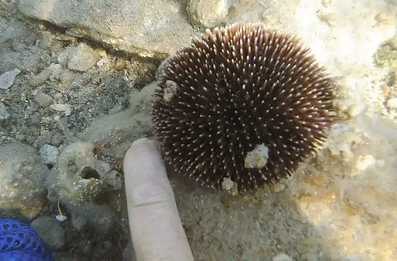 Echinodermi: chi sono, classificazione, caratteristiche, come vivono