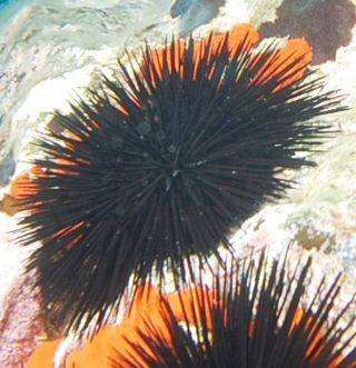 Arbacia lixula , riccio nero o riccio maschio Arbacia lixula , riccio nero o riccio maschio