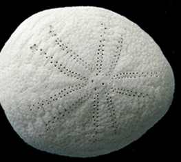 Echinocyamus spp, riccio di mare Echinocyamus spp, riccio di mare
