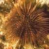 Ricci di mare, Classe Echinoidea