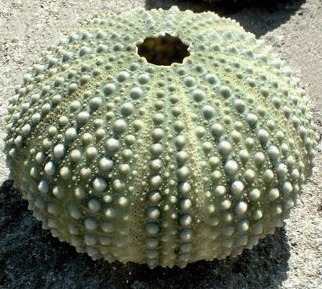 Scheletro riccio di mare