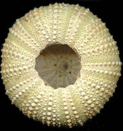Scheletro riccio di mare