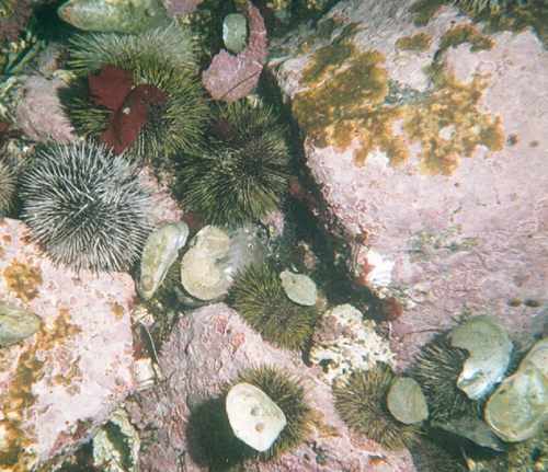 Strongylocentrotus droebachiensis Strongylocentrotus droebachiensis