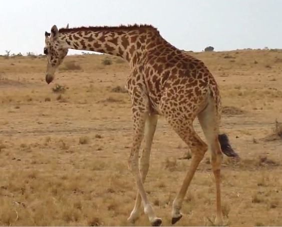 Giraffa, Giraffa camelopardalis, vita e abitudini