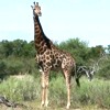Giraffa, Giraffa camelopardalis