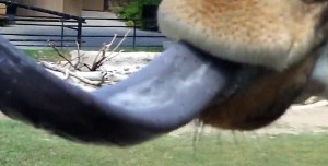 Lingua di giraffa