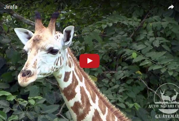 Giraffa, Giraffa camelopardalis, vita e abitudini