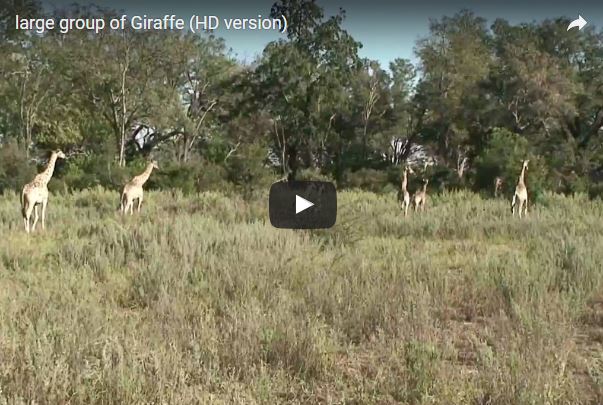 Lingua di giraffa