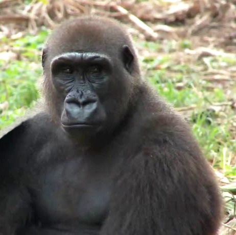 gorilla, vita e abitudini