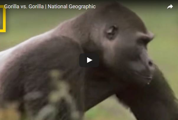 Gorilla, vita e abitudini