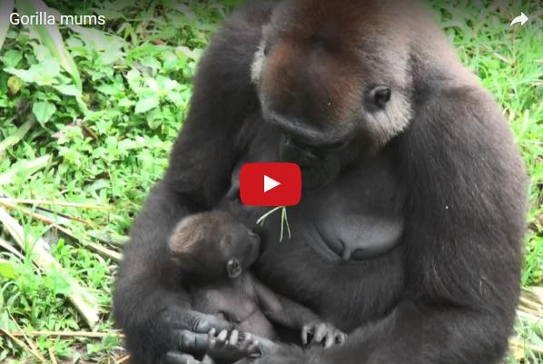 Gorilla, vita e abitudini