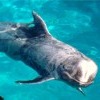Grampo, Grampus griseus