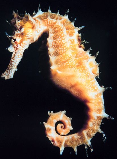 Cavalluccio marino, hippocampus, vita e abitudini Cavalluccio marino, hippocampus, vita e abitudini