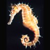 Cavalluccio marino, ippocampo, Hippocampus