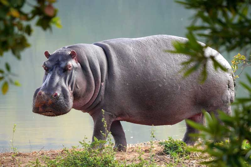 Ippopotamo, Hippopotamus amphibius, vita e abitudini