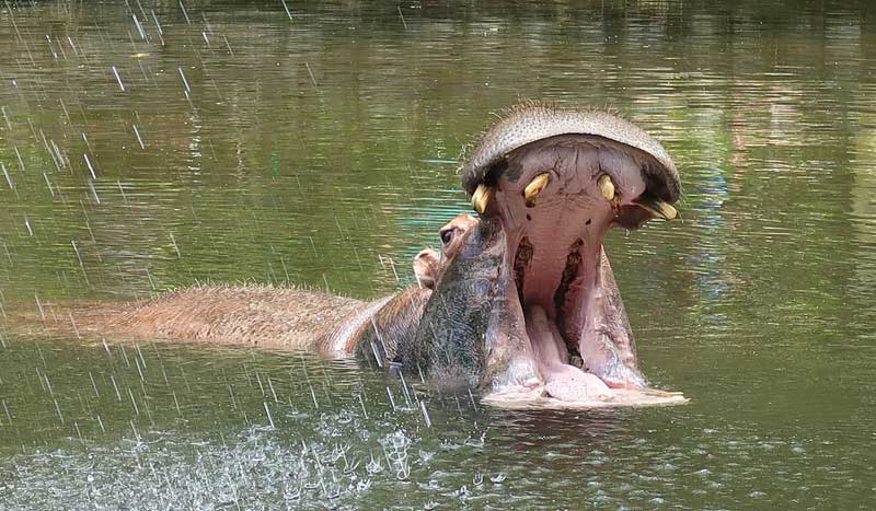 Ippopotamo, Hippopotamus amphibius, vita e abitudini