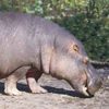 Ippopotamo, Hippopotamus amphibius