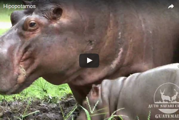 Ippopotamo, Hippopotamus amphibius, vita e abitudini