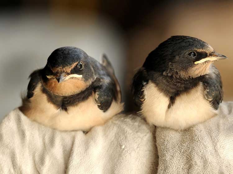 Rondini, Hirundo rustica, vita e abitudini