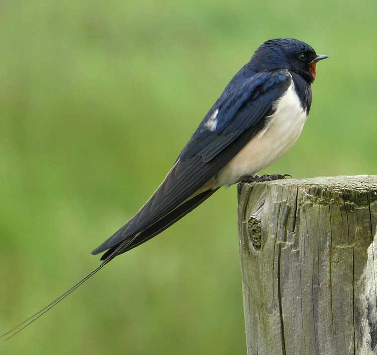 Rondini, Hirundo rustica, vita e abitudini