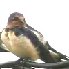 Rondine, Hirundo rustica