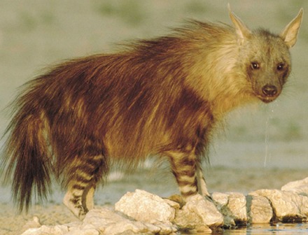 hyaena_brunnea vita e abitudini