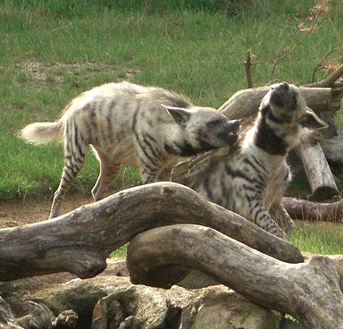Hyaena hyaena vita e abitudini