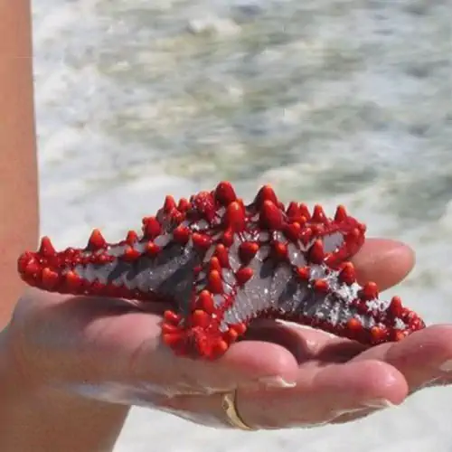 Monografie sugli echinodermi