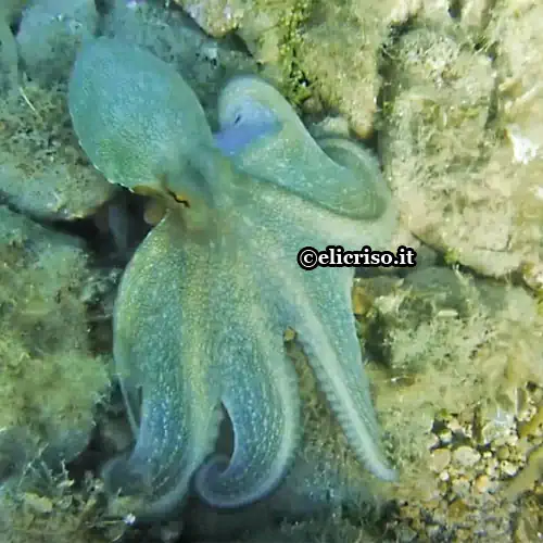 Monografie sui molluschi
