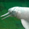 Inia, delfino rosa