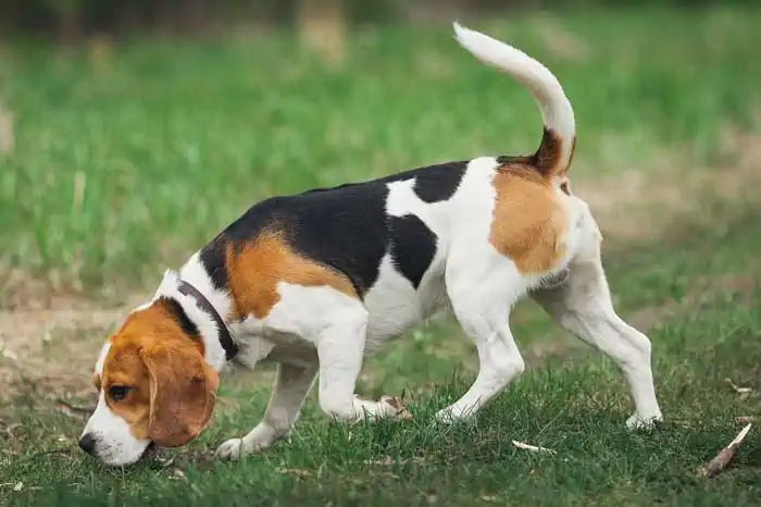 Beagle