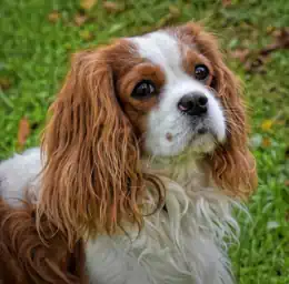 Le razze di cani più affettuose