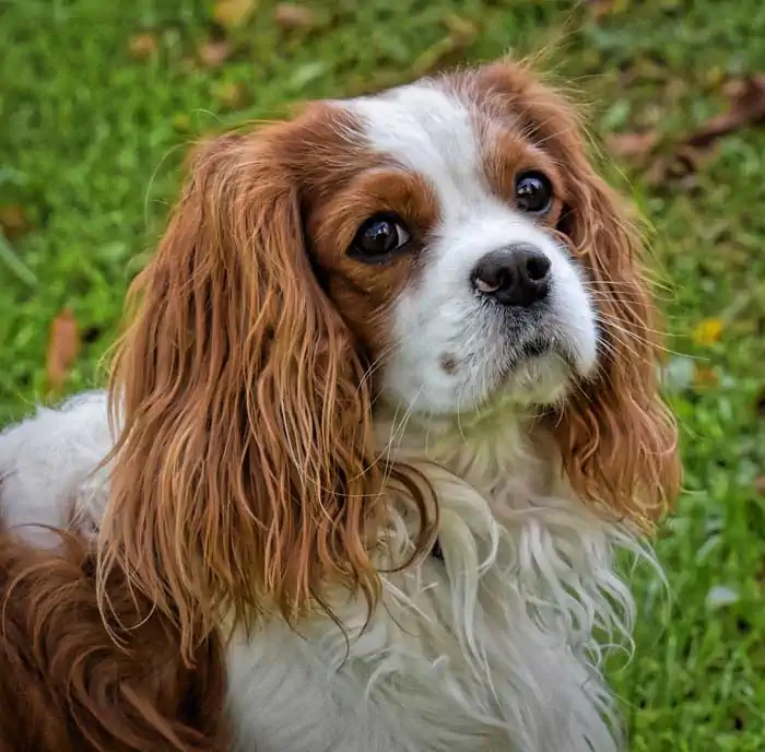 Cavalier King Charles Spaniel