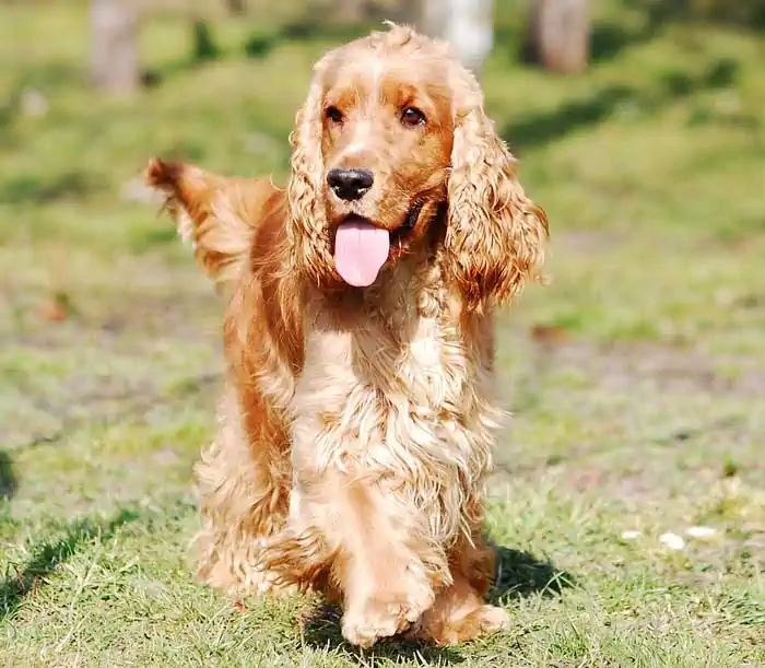 Cocker Spaniel