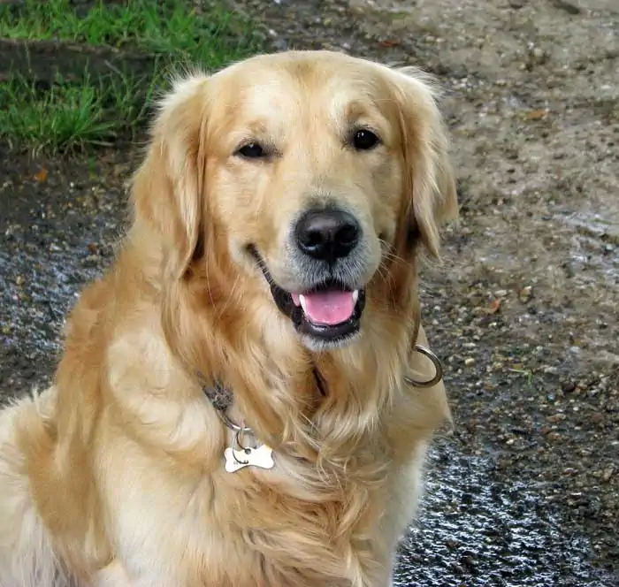 Golden retriever
