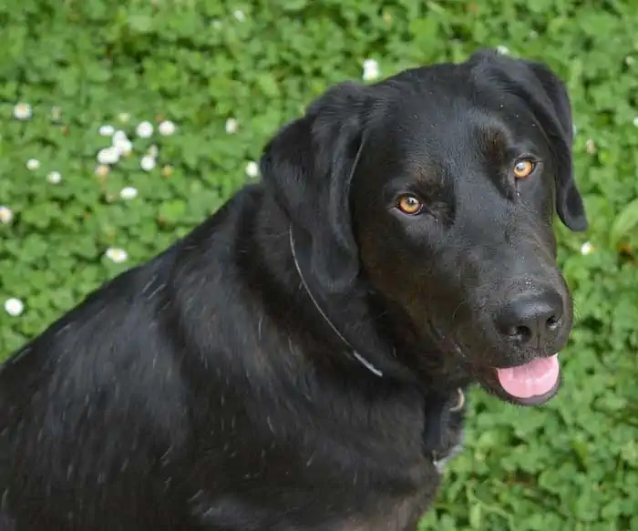 Labrador retriever