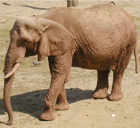 Loxodonta africana, Elefante africano,  famiglia Elephantidae