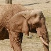 Elefante africano, Loxodonta africana