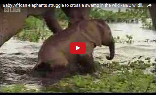 Loxodonta africana, Elefante africano,  famiglia Elephantidae