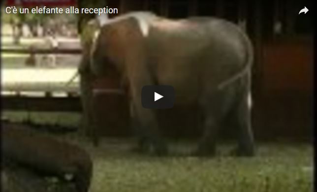 Loxodonta africana, Elefante africano,  famiglia Elephantidae